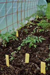 Interplanting